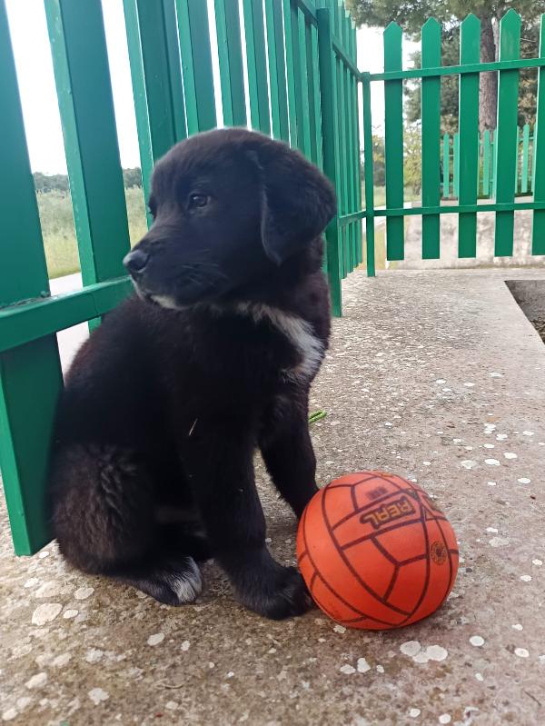 Cucciolotto da sogno 2 mesi e mezzo Foto 5